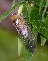 Megatibicen dealbatus