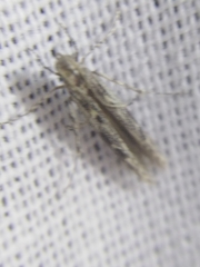 Batrachedra praeangusta