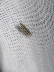 Batrachedra praeangusta