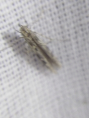 Batrachedra praeangusta