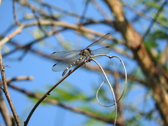 Phyllogomphoides suasus