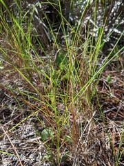 Schizachyrium rhizomatum