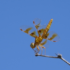 Perithemis intensa