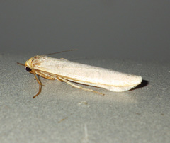 Eilema lurideola