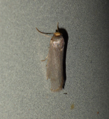 Pseudatemelia josephinae