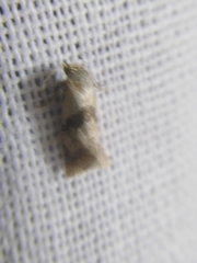 Cochylidia implicitana
