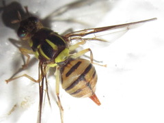 Zeugodacus depressus