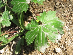 Patrinia saniculifolia