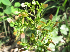 Patrinia saniculifolia