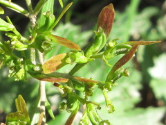 Patrinia saniculifolia