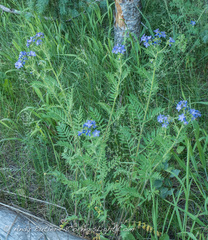 Polemonium foliosissimum