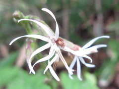 Ainsliaea acerifolia