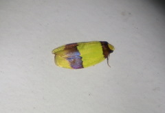 Heterallactis euchrysa