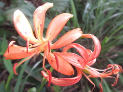 Lilium distichum