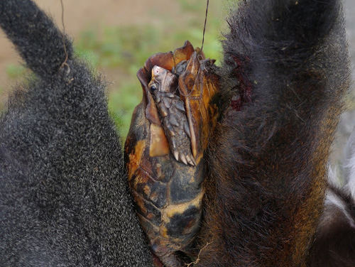 Eroded Hingeback Tortoise
