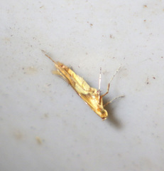Caloptilia hemidactylella