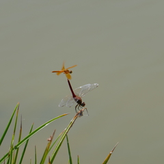 Perithemis intensa