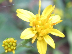 Solidago virgaurea asiatica