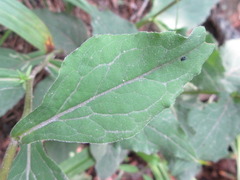 Solidago virgaurea asiatica