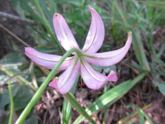 Lilium cernuum