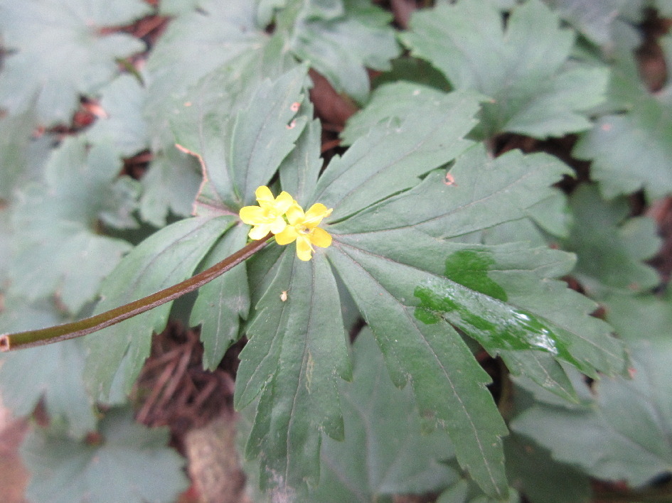 Patrinia saniculifolia
