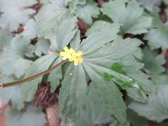 Patrinia saniculifolia