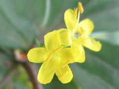 Patrinia saniculifolia