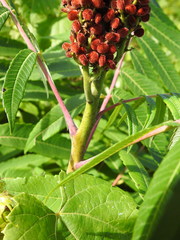 Rhus × borealis