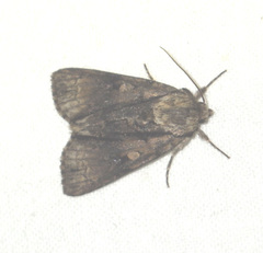 Acronicta alni