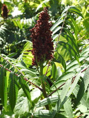 Rhus × borealis