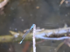 Acanthagrion quadratum