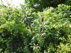 Rhus × borealis