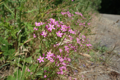 Zeltnera muehlenbergii