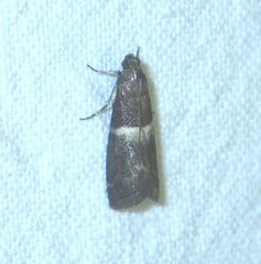 Elegia similella