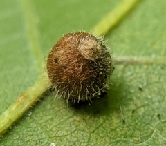 Caryomyia cilidolium