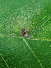 Caryomyia cilidolium