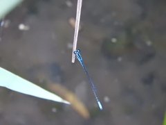 Acanthagrion quadratum