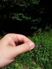 Somatochlora elongata