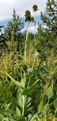 Rudbeckia occidentalis