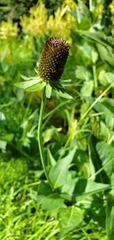 Rudbeckia occidentalis