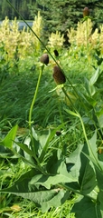 Rudbeckia occidentalis