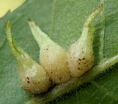 Caryomyia ansericollum