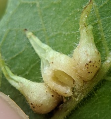 Caryomyia ansericollum