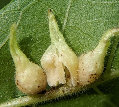 Caryomyia ansericollum
