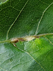 Caryomyia ansericollum