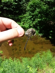 Somatochlora elongata