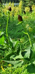 Rudbeckia occidentalis