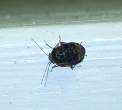 Charagochilus
