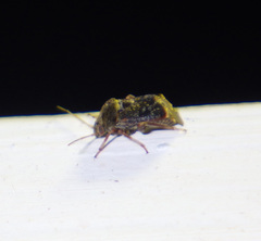Charagochilus