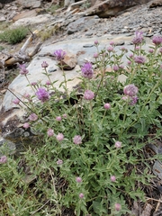 Monardella odoratissima glauca